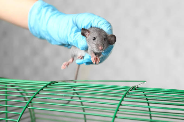 When Unwanted Rodents Threaten Your Home’s Comfort and Security