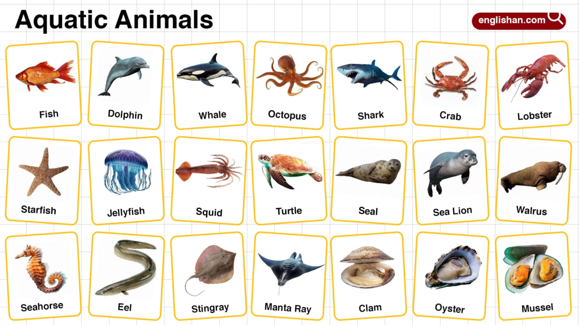 aquatic animals name