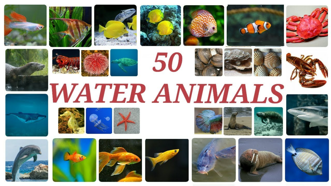 50 water animals name