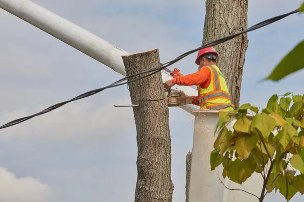 5 Essential Resources To Help Brighton Homeowners Prepare Trees For Winter