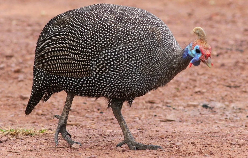 bird guinea hen