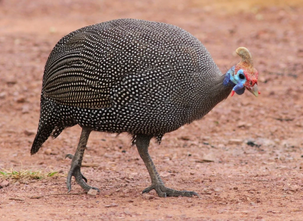Bird Guinea Hen: A Complete Guide to This Fascinating and Useful Bird
