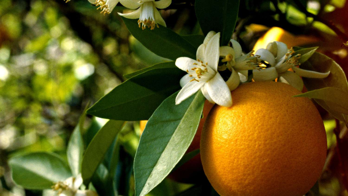orange blossom