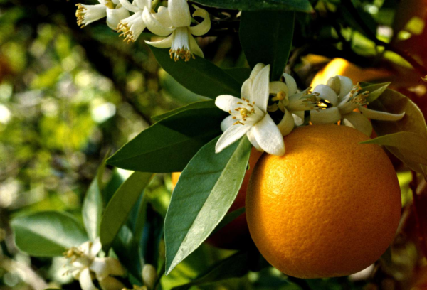 Orange Blossom: The Fragrant Flower Behind a Timeless Citrus Tradition