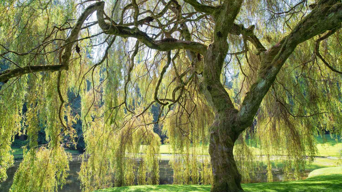 weeping willow