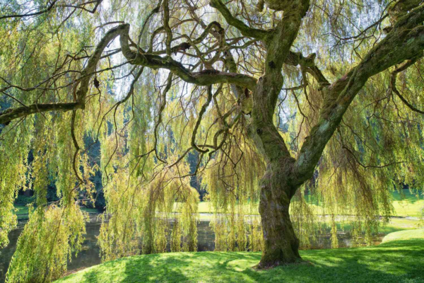 Weeping Willow: A Complete Guide to Growing, Caring for, and Enjoying This Beautiful Tree