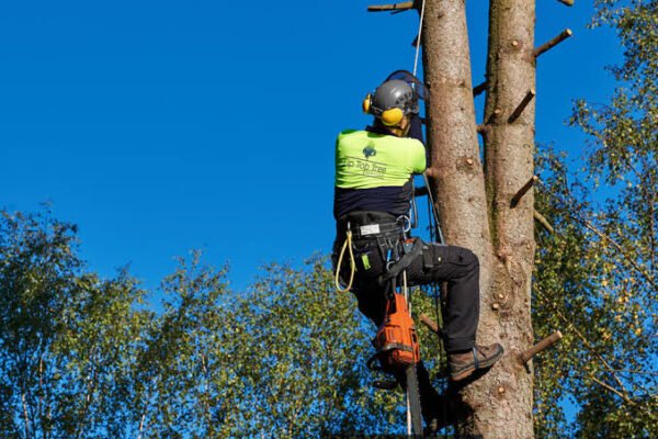 Understanding the Role of Arborists in Tree Health